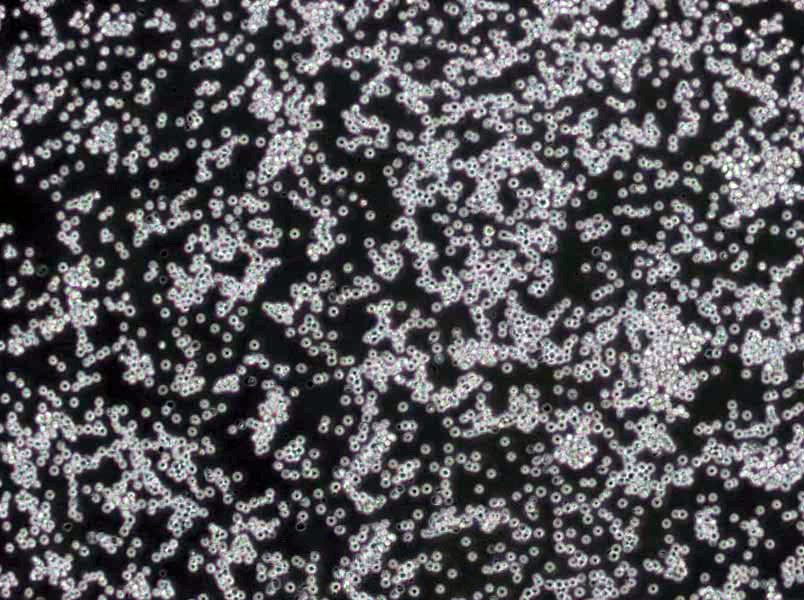 普通肉汤粉末基础培养基