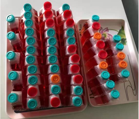 801-D人巨细胞肺癌细胞