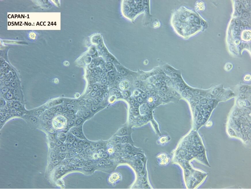 SCC154人舌鳞癌细胞