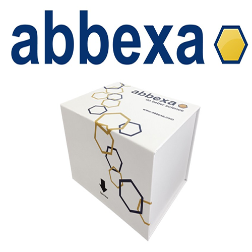 神经肽FF（NPFF）抗体