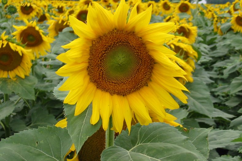 甘油磷酸肌醇赖氨酸盐