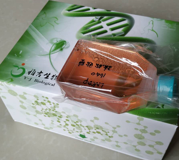 D3小鼠胚胎干细胞