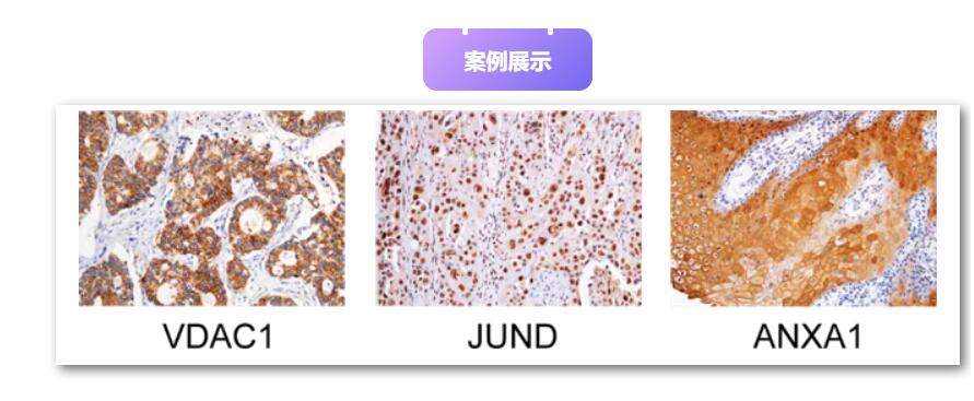 小鼠骨骼肌卫星原代细胞