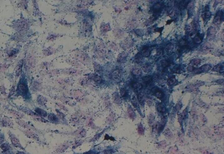 大鼠小肠血管内皮原代细胞