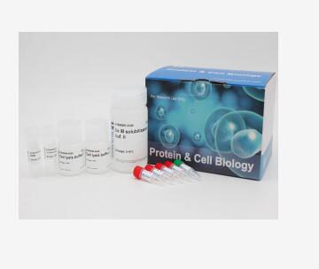 小鼠α半乳糖基抗原(α-Gal)Elisa试剂盒