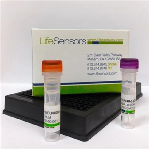 抗泛素抗体，小鼠单克隆抗体，VU-1（含戊二醛）