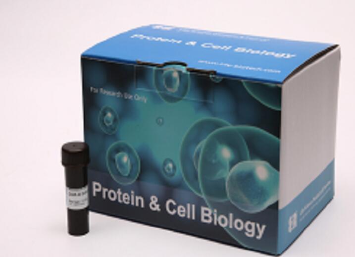 小鼠促性腺激素释放激素(GnRH)Elisa试剂盒