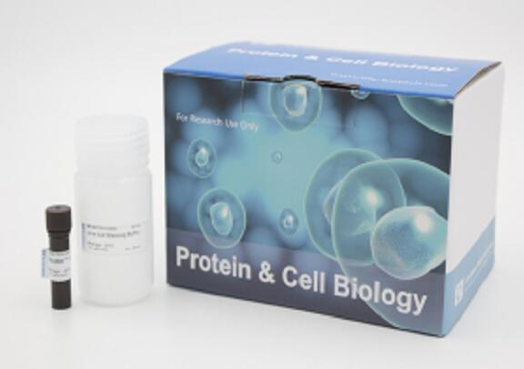 小鼠生长激素释放多肽(GHRP)Elisa试剂盒