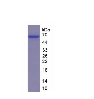 分泌粒蛋白Ⅲ(SCG3)重组蛋白
