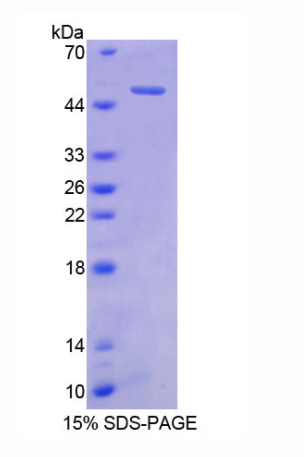 小脑肽1(CBLN1)重组蛋白