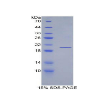 大肠杆菌素(ECO)重组蛋白