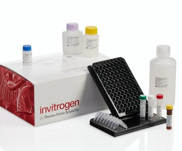 变形丝囊霉菌染料法荧光定量PCR试剂盒