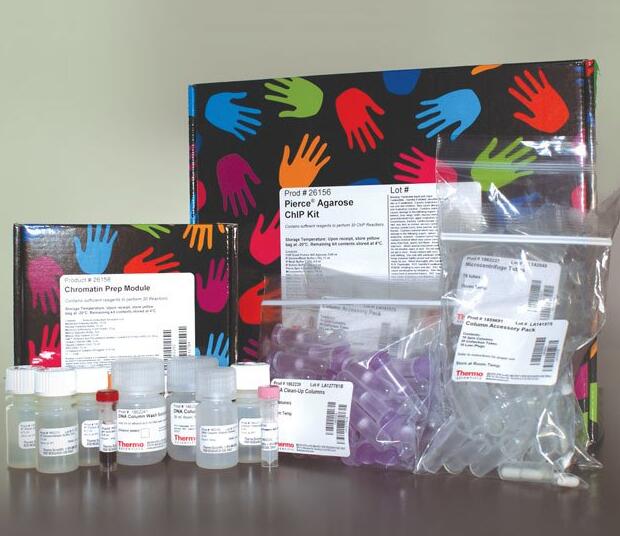 阿马帕里病毒染料法荧光定量RT-PCR试剂盒