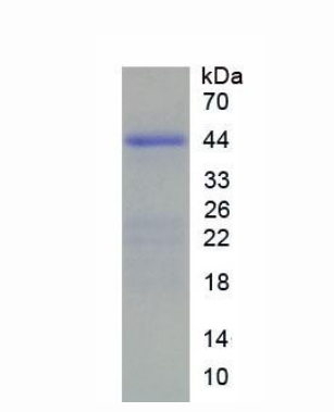 组蛋白2簇H2ac(HIST2H2AC)重组蛋白