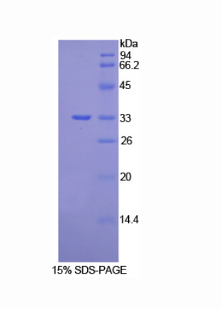 Vang样蛋白1(VANGL1)重组蛋白