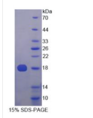 泛素交叉反应蛋白(UCRP)重组蛋白