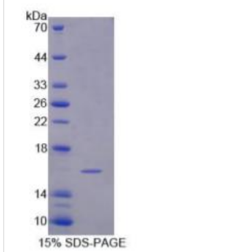 信号素3C(SEMA3C)重组蛋白