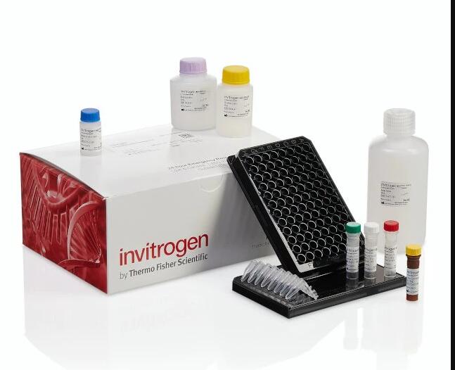 β-半乳糖苷酶（β-Galactosidase, β-GAL）试剂盒