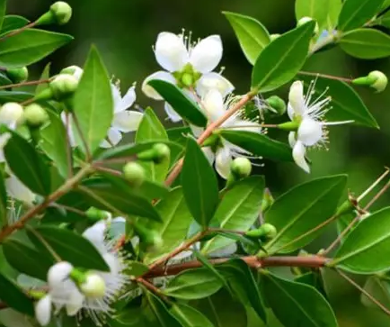 香桃木油；8008-46-6