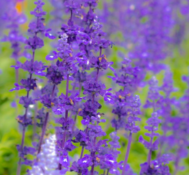 紫罗兰油；8024-08-6