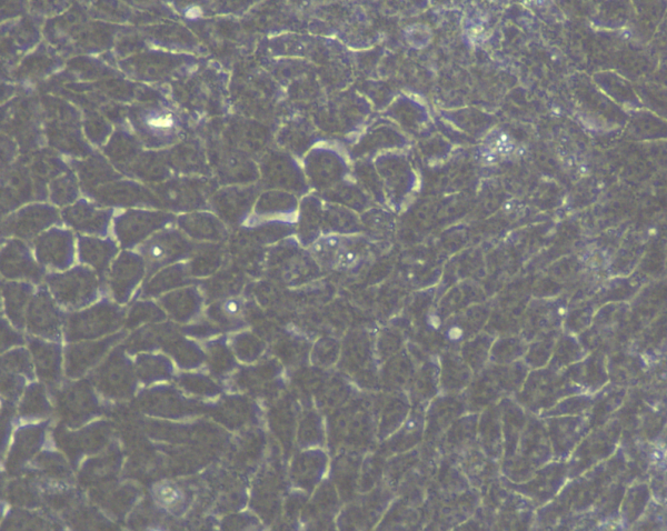 A-431细胞人表皮癌细胞