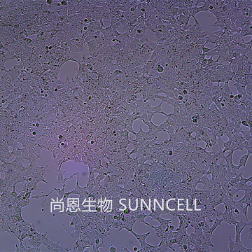 AAV-293（人胚肾细胞）