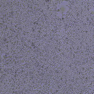 A9（小鼠皮下结缔组织细胞）