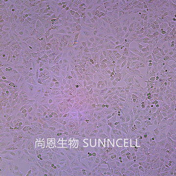 A549（人肺腺癌细胞）