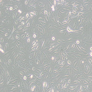 A498（人肾癌细胞）