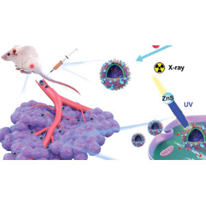m-马来酰亚胺苯甲酸琥珀酰亚胺酯