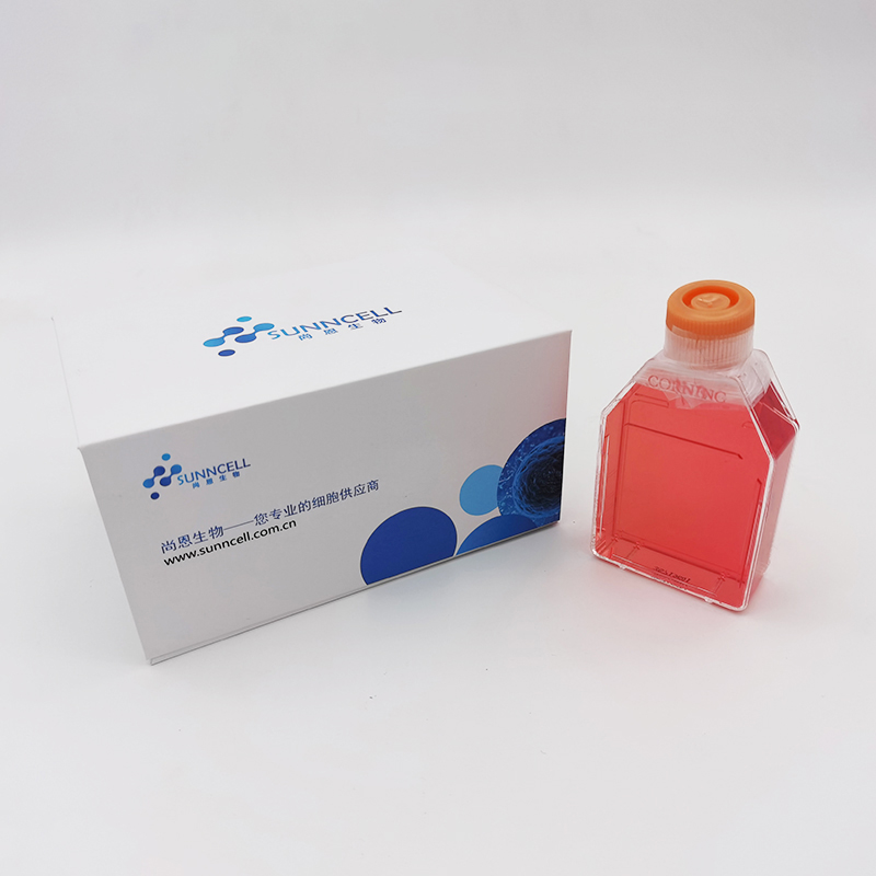 SW 982细胞|SW 982人滑膜肉瘤细胞