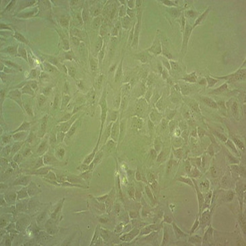 HPDLF人牙周膜成纤维细