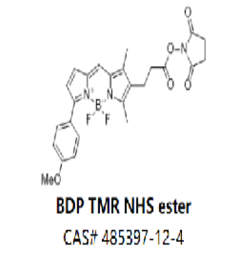 BDP TMR NHS ester