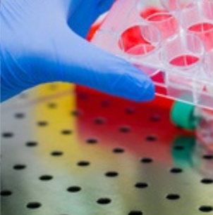 小鼠脾单个核细胞