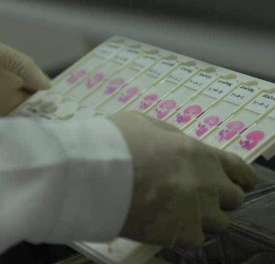 CYP2B6（CYP450重组酶）