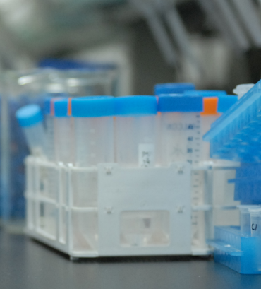 比格犬肾S9 Beagle Dog Kidney S9