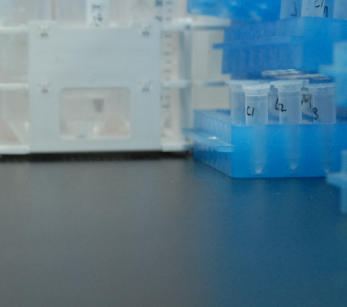 猴肾S9 Monkey Kidney S9