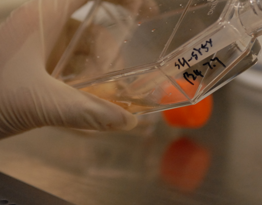 狗肝S9 Beagle Dog Liver S9