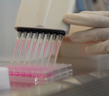 ICR/CD-1小鼠肾微粒体 Mouse Kidney Microsomes