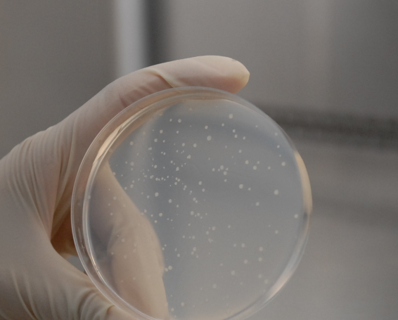 大鼠肠微粒体 Rat Intestinal Microsomes