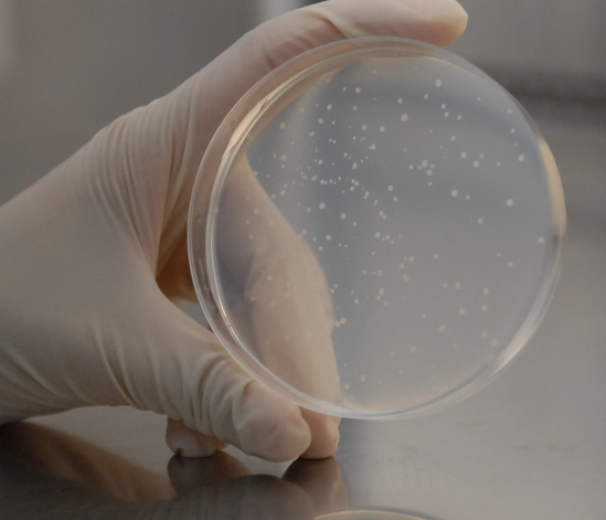 比格犬肠微粒体 Beagle Dog Intestinal Microsomes