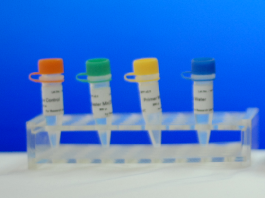 鼠伤寒沙门氏菌TA98