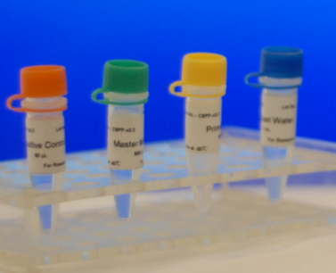 鼠伤寒沙门氏菌TA97