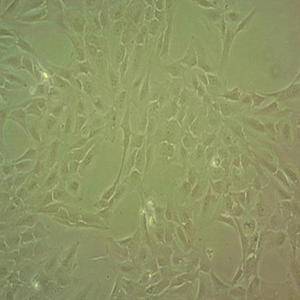 HA1800 Cells