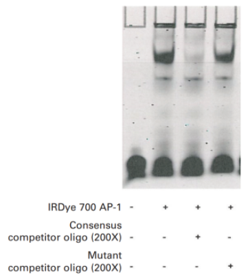 IRDye 700 AP-1 Consensus Oligonucleotide共有寡核苷酸