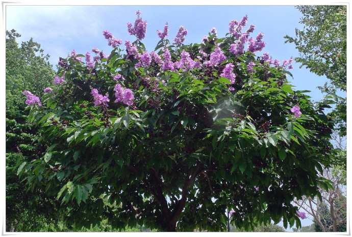 巴拿巴提取物科罗索酸