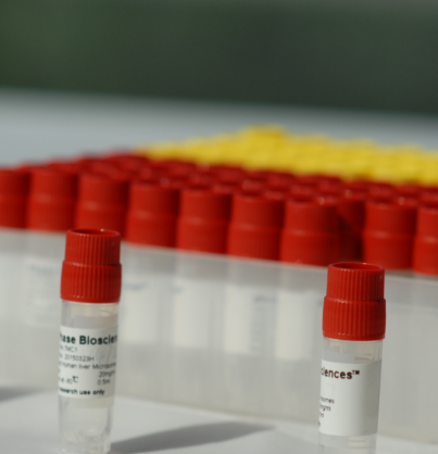 贴壁小鼠肝细胞