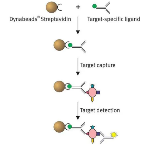 ICG Avidin吲哚菁绿标记的亲和素