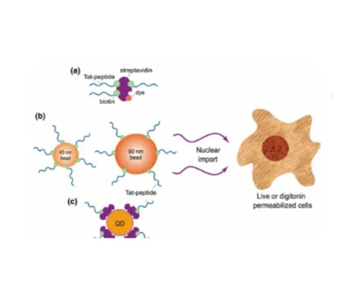 Pep-1-PEG-ICG 细胞穿膜肽Pep-1-聚乙二醇-吲哚菁绿