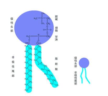 ICG-PL-PEG 磷脂化的聚乙二醇